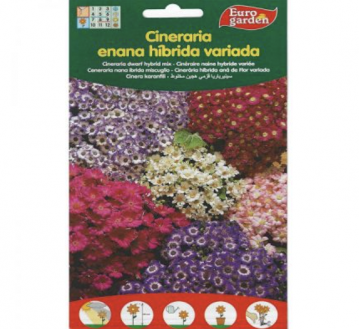 Cineraria Dwarf Hybrid Mix Premium Quality Seeds by EuroGarden Green Souq