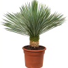 Beaked Yucca "Yucca Rostrata" Green Souq