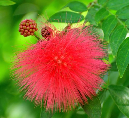 Red Powder Puff "Calliandra Haematocephala Hassk" Green Souq