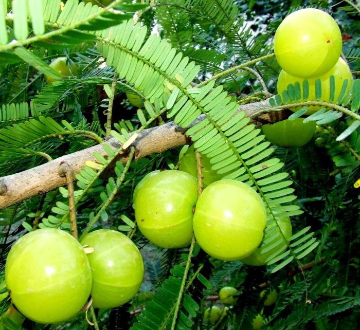 Phyllanthus Emblica "Indian Gooseberry-Emblica" Green Souq
