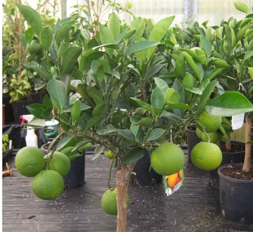 Citrus "Orange Sinensis Spain" Green Souq