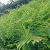Phyllanthus Emblica "Indian Gooseberry-Emblica" Green Souq