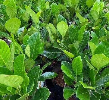 Artocarpus Heterophyllus "Jackfruit Plant" Green Souq