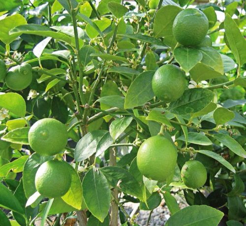 Citrus Aurantifolia "Citrus Omani" Green Souq