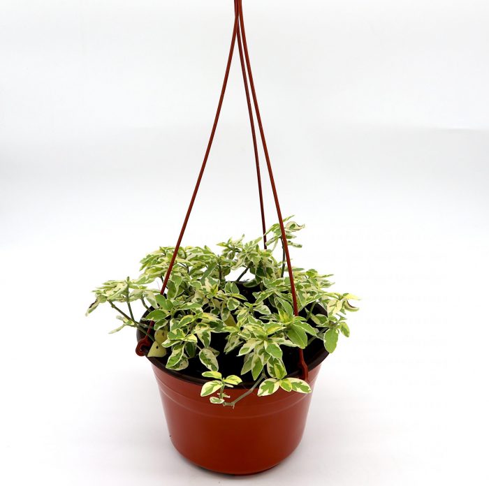 Asystasia gangetica Hanging "Chinese Violet" Green souq