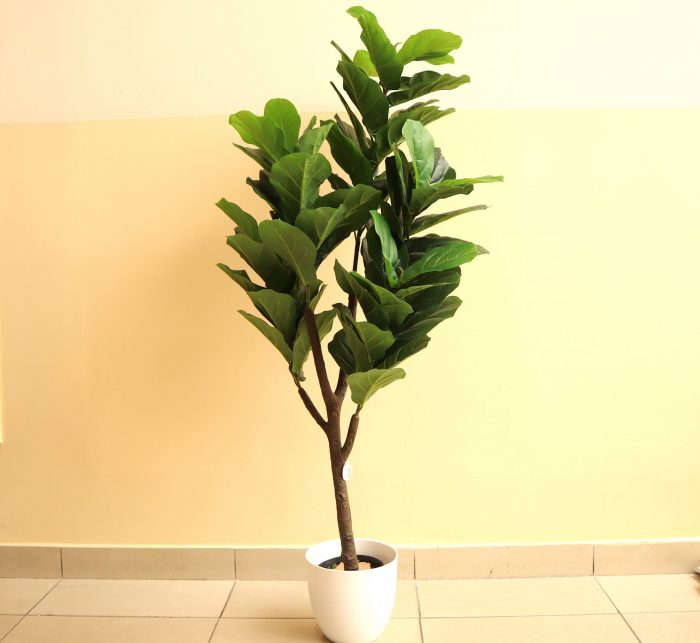 Artificial Ficus lyrata Greensouq