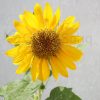 Ornamental Sunflower "Helianthus annuus" Greensouq