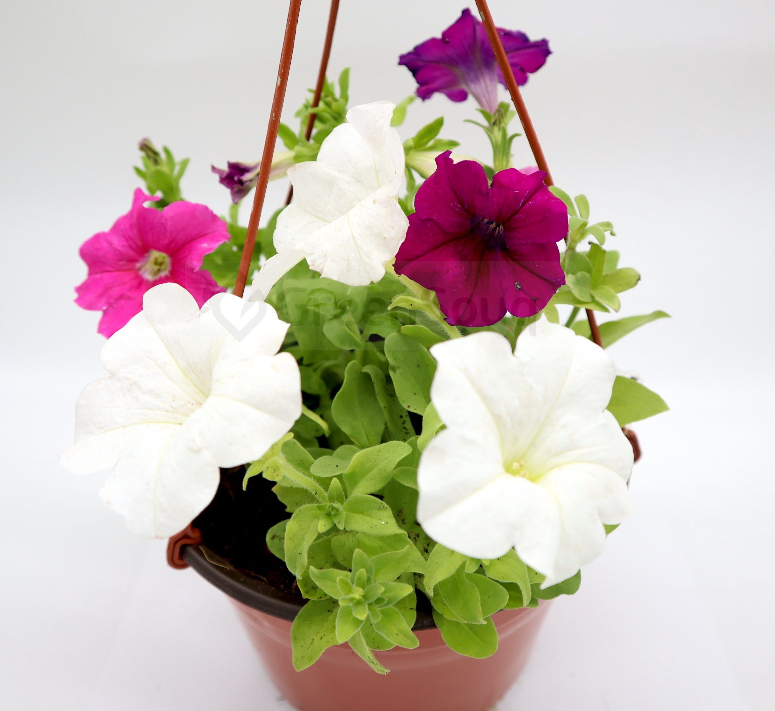 Hanging petunias sales