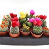 Ornamental Cactus Greensouq