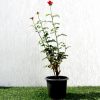 Rose Plant Greensouq