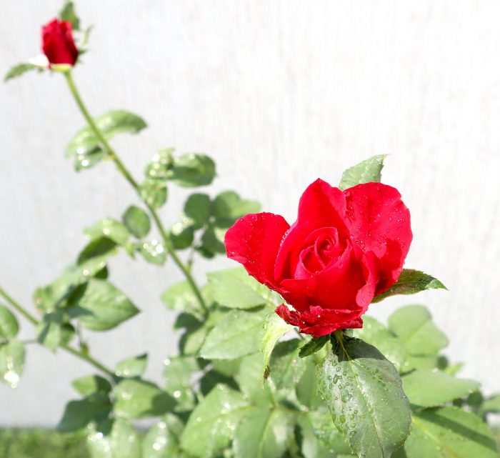 Rose Plant Greensouq
