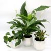 Office Lucky plants Set Greensouq