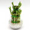 Lucky Bamboo Two Step in Transparent pot Greensouq