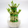 Lucky Bamboo Two Step in Transparent pot Greensouq