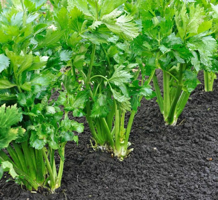 Celery Agrimax Seeds Greensouq