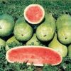 Charleston Watermelon Agrimax Seeds Greensouq