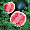 Sugar Baby Watermelon Agrimax Seeds Greensouq