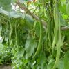 Beans Agrimax Seeds Greensouq