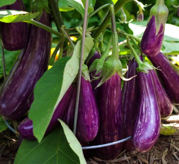 Purple Eggplant Agrimax Seeds Greensouq