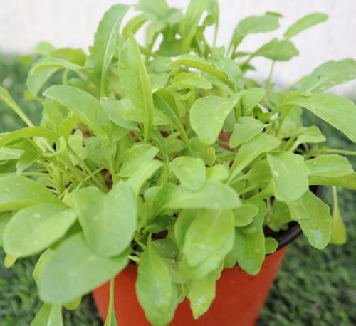 Rocula "Eruca sativa" Plant Greensouq