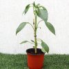 Capsicum Plant Greensouq