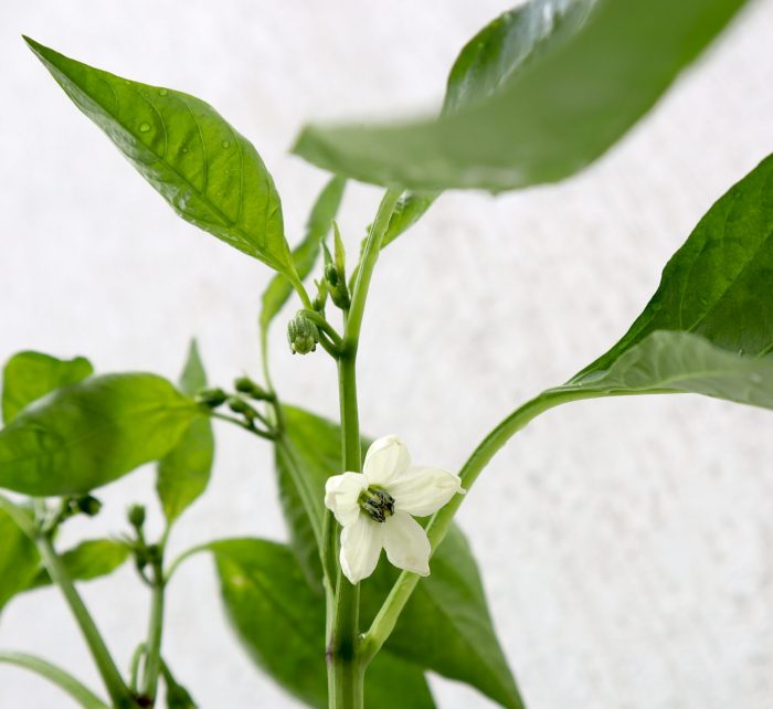 Capsicum Plant Greensouq