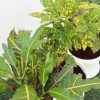 Croton Mix Plants set Greensouq