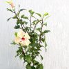 Hibiscus Rosa Sinensis "Cream" Greensouq