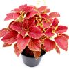 Coleus plant "6 ltr pot" Greensouq
