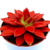 Echeveria succulent "Dyed Red" Greensouq