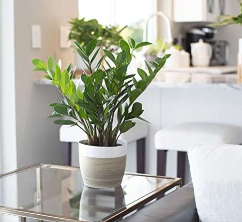 Indoor Evergreen Plants