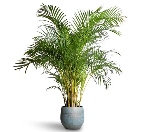 Indoor Palms