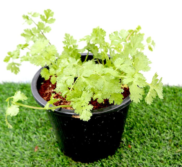 Coriander Plant "6ltr pot" Greensouq