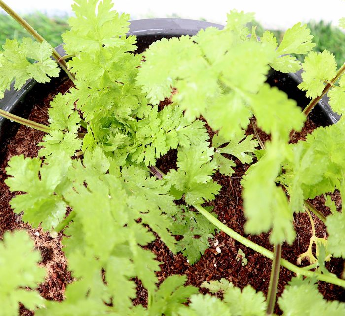 Coriander Plant "6ltr pot" Greensouq