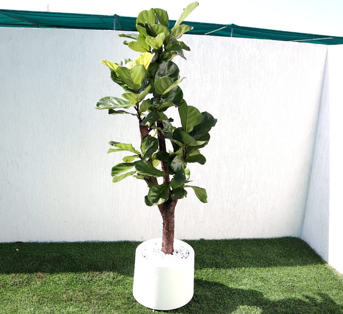 Ficus Lyrata Greensouq