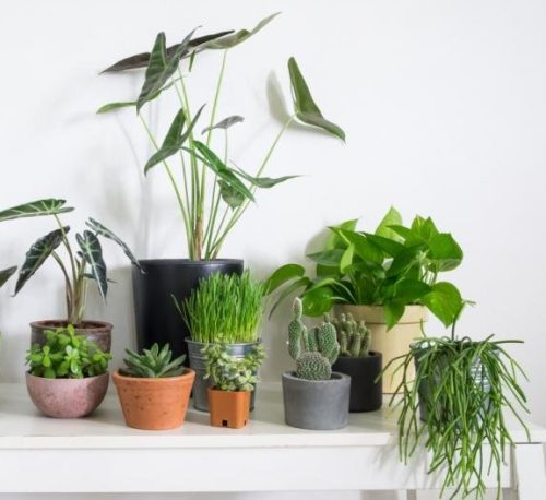 Low Cost Indoor Plants