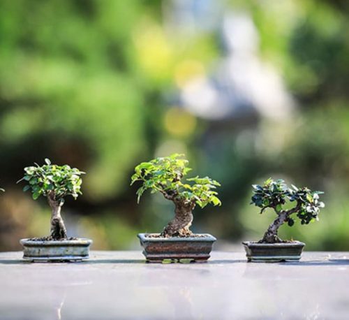 Indoor Bonsai Plants