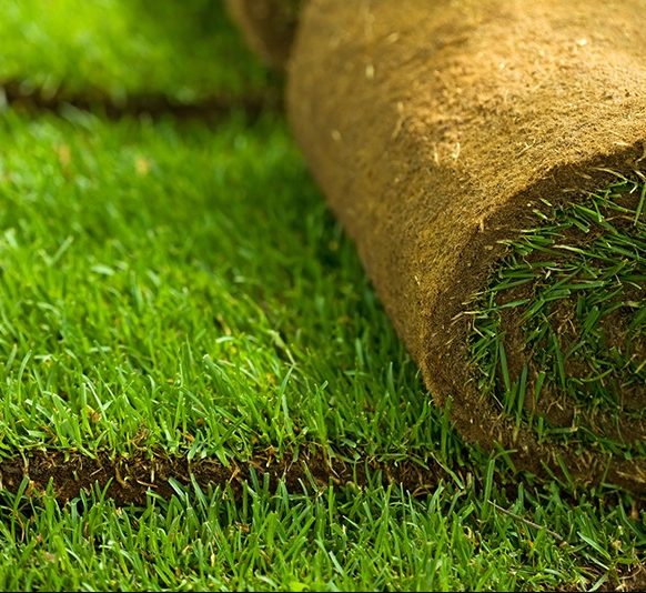 Natural Carpet Bermuda Grass Greensouq