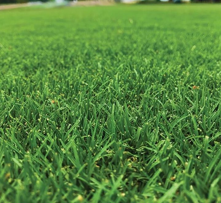American Bermuda Grass Greensouq