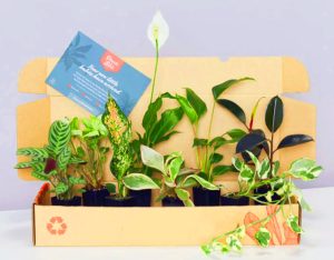 Box of Plants for begginers