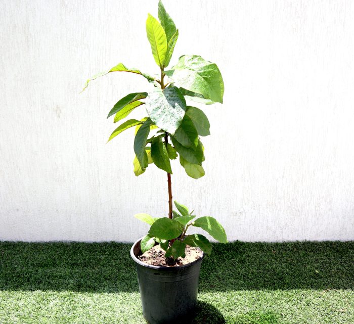 Terminalia catappa "Indian Almond Tree" Green Souq