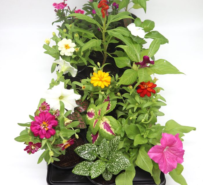 1 Dirham Plant | Seasonal Plants Greensouq