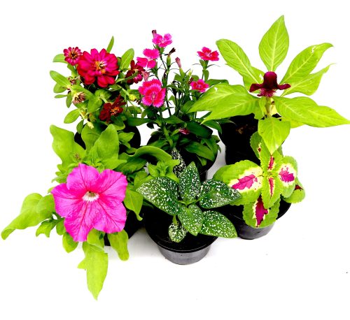1 Dirham Plant | Seasonal Plants Greensouq