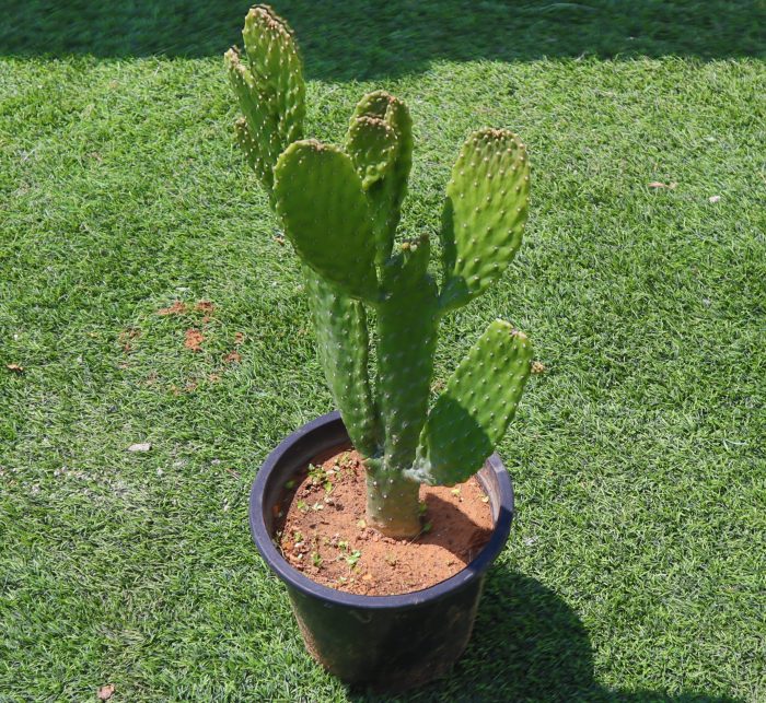Opuntia Consolea | Road Kill Cactus Greensouq
