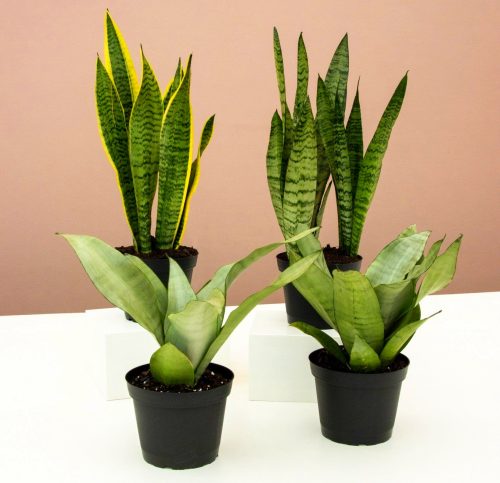 Snake Plants Collection