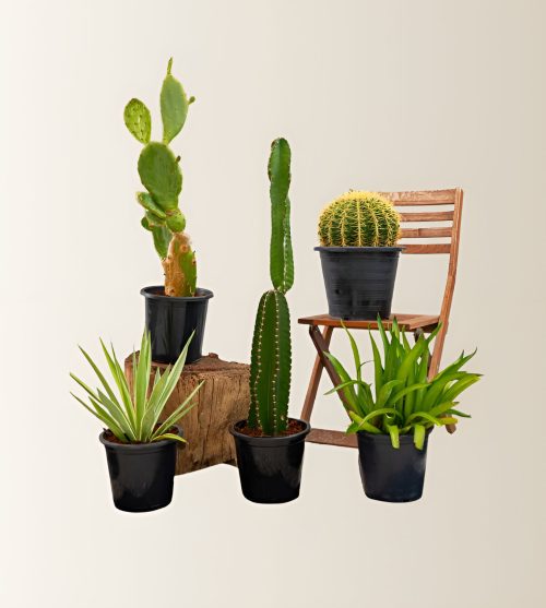 Cactus Plants Bundle