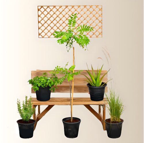 Herbs Plants bundle