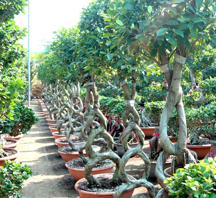 Ficus 8-Shape Nitida Bonsai Greensouq