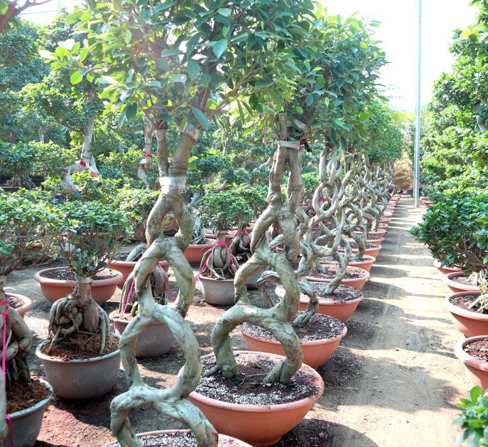 Ficus 8-Shape Nitida Bonsai Greensouq