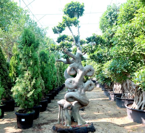Ficus Chair-Shape Bonsai Greensouq